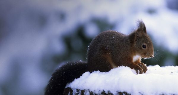Europäisches Eichhörnchen sucht im Schnee nach seinen Vorräten