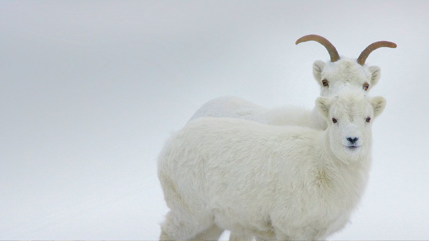 Dall sheep, Yukon, Canada