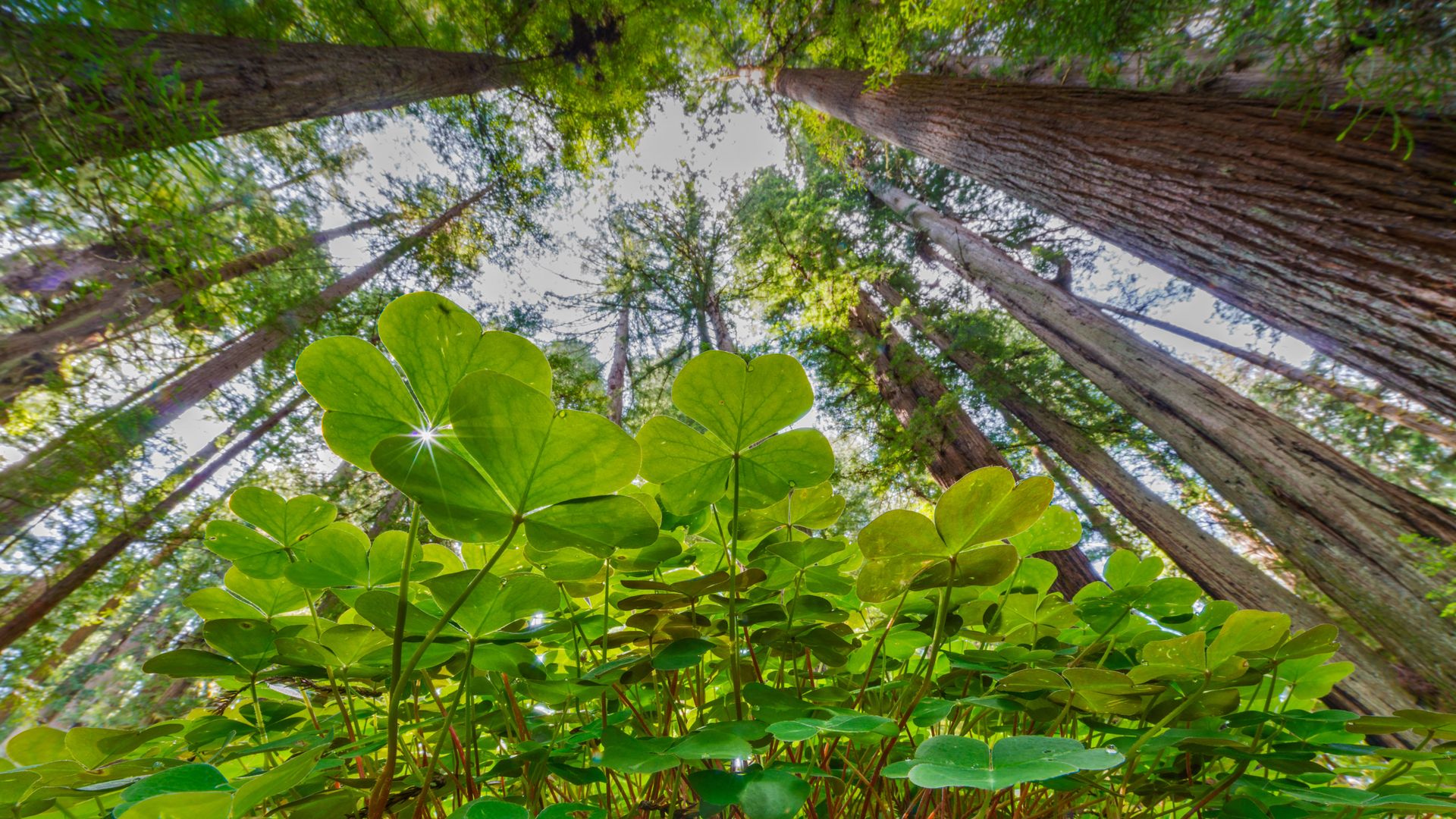 Coastal redwoods and wood sorrel, Prairie Creek Redwoods State Park, California, USA