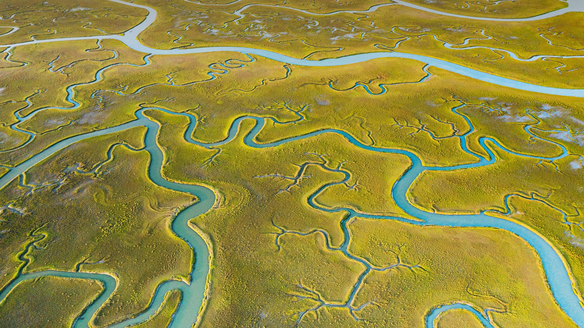 Mockhorn Island State Wildlife Management Area, Virginia, USA