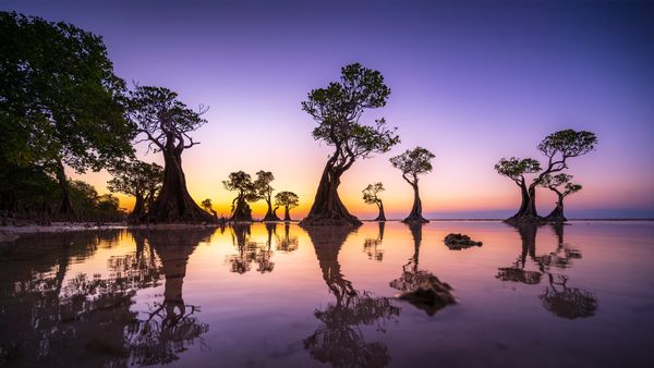 Mangrove trees, Walakiri Beach, island of Sumba, Indonesia