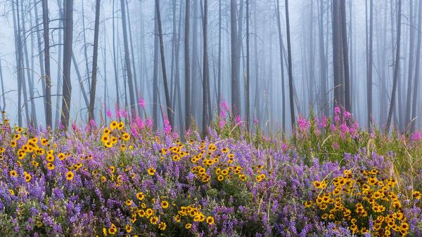Kettle River Recreation Area bursting with wildflowers after a fire destroyed much of the forest, British Columbia, Canada