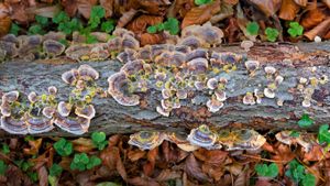 Turkey tail fungus in Gorbea Natural Park, Spain (© David Santiago Garcia/Aurora Photos)(Bing New Zealand)