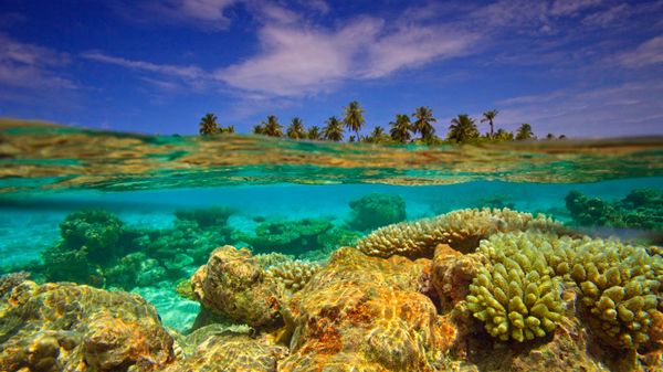 Reef near Baulhagallaa Island, Gaafu Dhaalu Atoll, Maldives