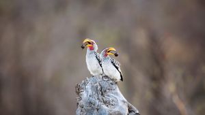 Southern yellow-billed hornbills in Kruger National Park, South Africa (© Richard Du Toit/Minden Pictures)(Bing United Kingdom)