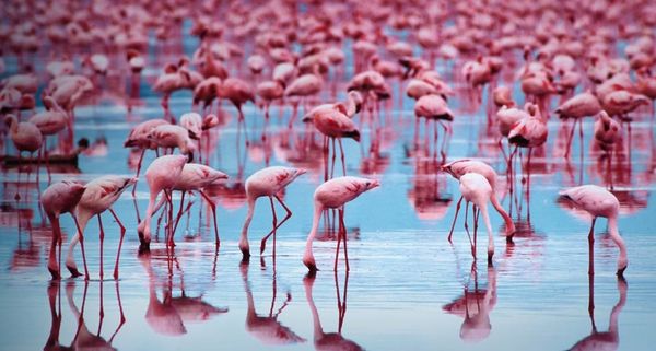 Flamingos
