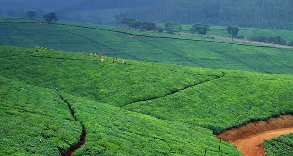 Tea Plantation near Tzaneen town, South Africa