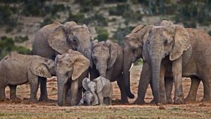 非洲大象 (© James Hager/Offset)(Bing China)