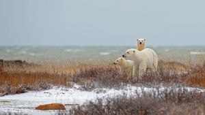 丘吉尔哈德逊湾附近的北极熊一家，加拿大马尼托巴省 (© Marco Pozzi Photographer/Getty Images)(Bing China)