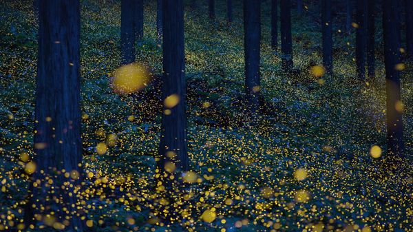 Fireflies in Nichinan, Tottori, Japan