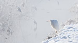Great white egret, Upper Bavaria, Germany (© Konrad Wothe/naturepl.com)(Bing United States)