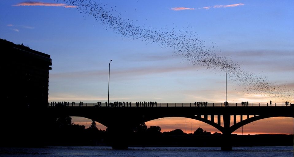 AustinBats
