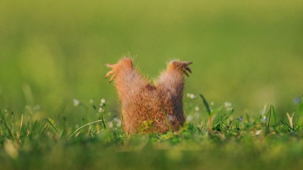 European ground squirrel