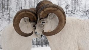 Close-up of a male Dall sheep exhibiting dominant behaviour, Yukon (© plainpicture/Design Pics/Mark Newman)(Bing Canada)