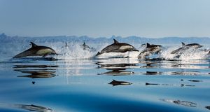 Common Dolphins (delphinus delphis) in the Gulf of California,  Mexico  -- Specialist Stock/Corbis &copy; (Bing New Zealand)