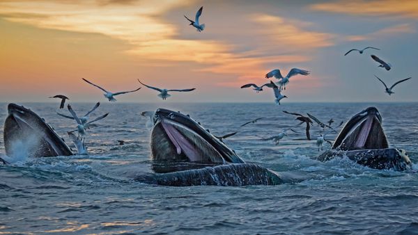 Humpback whales, Massachusetts, USA