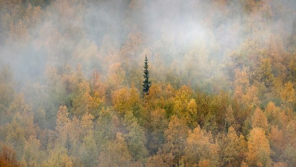 Misty forest in fall colours, Yukon