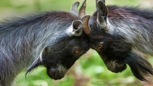 Pygmy goats headbutting (© Robert Pickett/Visuals Unlimited, Inc.)(Bing New Zealand)