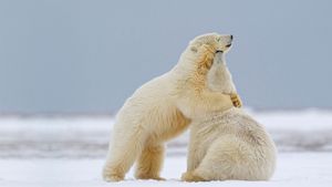 Deux jeunes ours blancs jouant dans la neige en se faisant des câlins, Kaktovik, Alaska (© Martin Smart/Alamy Stock Photo)(Bing France)