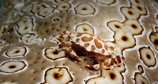 SwimmingCrab
