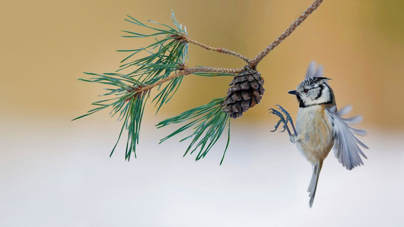 A European crested tit lands on a pine tree in France
