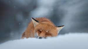 Red fox sleeping in the snow, Abruzzo, Italy (© marco vancini/500px/Getty Images)(Bing New Zealand)