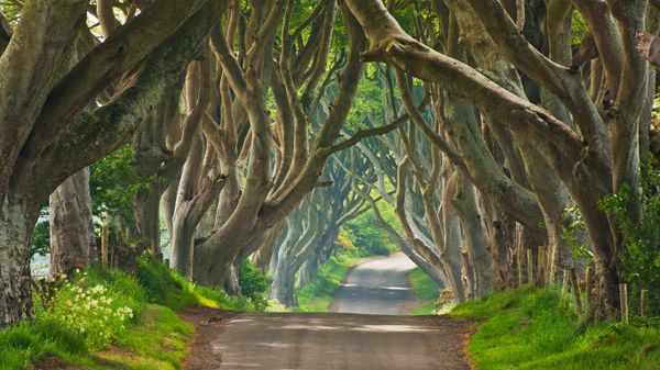 The Dark Hedges in County Antrim, Northern Ireland