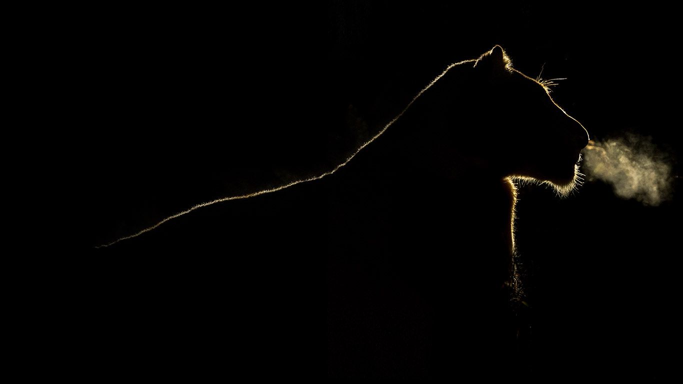 A lioness at night in the Sabi Sand Game Reserve, South Africa