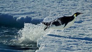 ｢コウテイペンギン｣南極 (© Steve Bloom Images/Alamy)(Bing Japan)