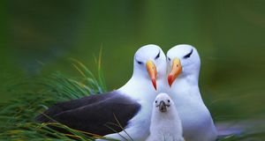福克兰群岛的黑眉信天翁一家 (© Steve Bloom Images/Alamy) &copy; (Bing China)