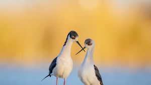 セイタカシギ, フランス (© Antonio Sementa/500px/Getty Images)(Bing Japan)