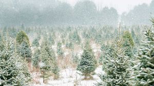 Christmas tree farm in Ontario, Canada (© FatCamera/Getty Images Plus)(Bing New Zealand)