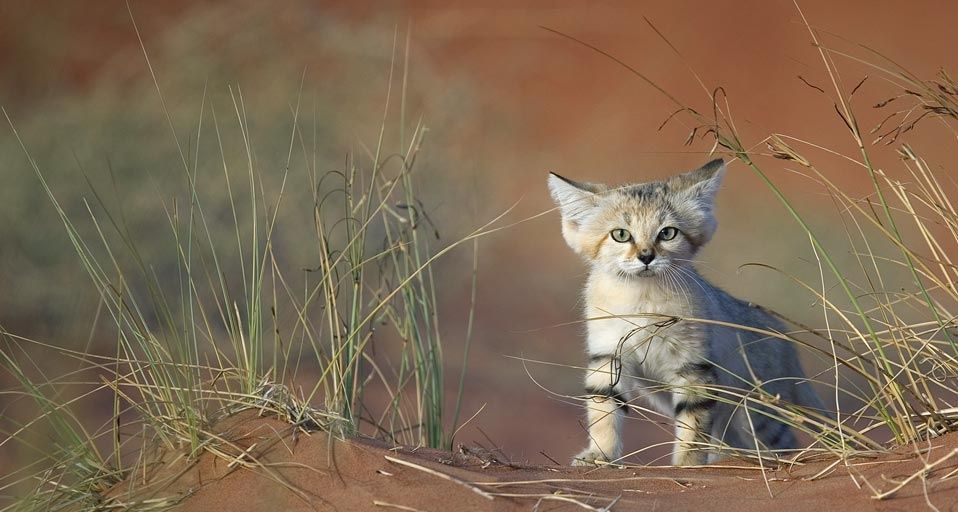 Young sand cat in United Arab Emirates