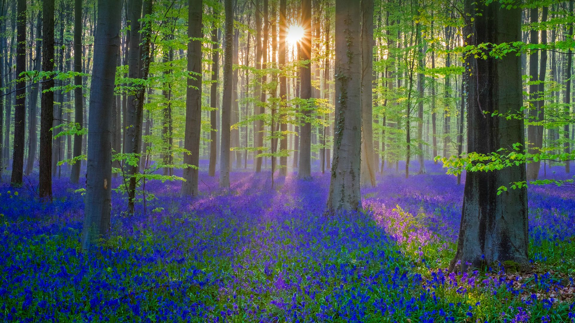 Bluebell flowers carpet the Hallerbos forest floor, Flanders, Belgium