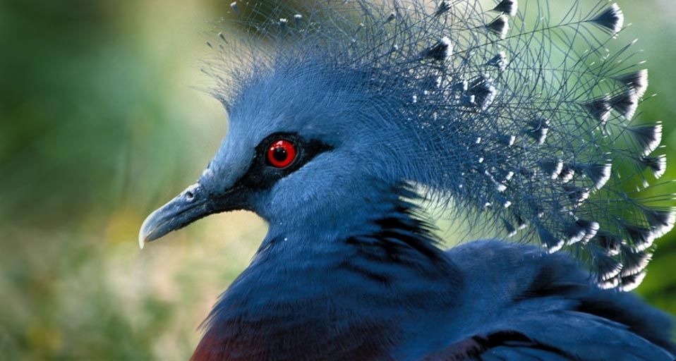 Western Crowned Pigeon