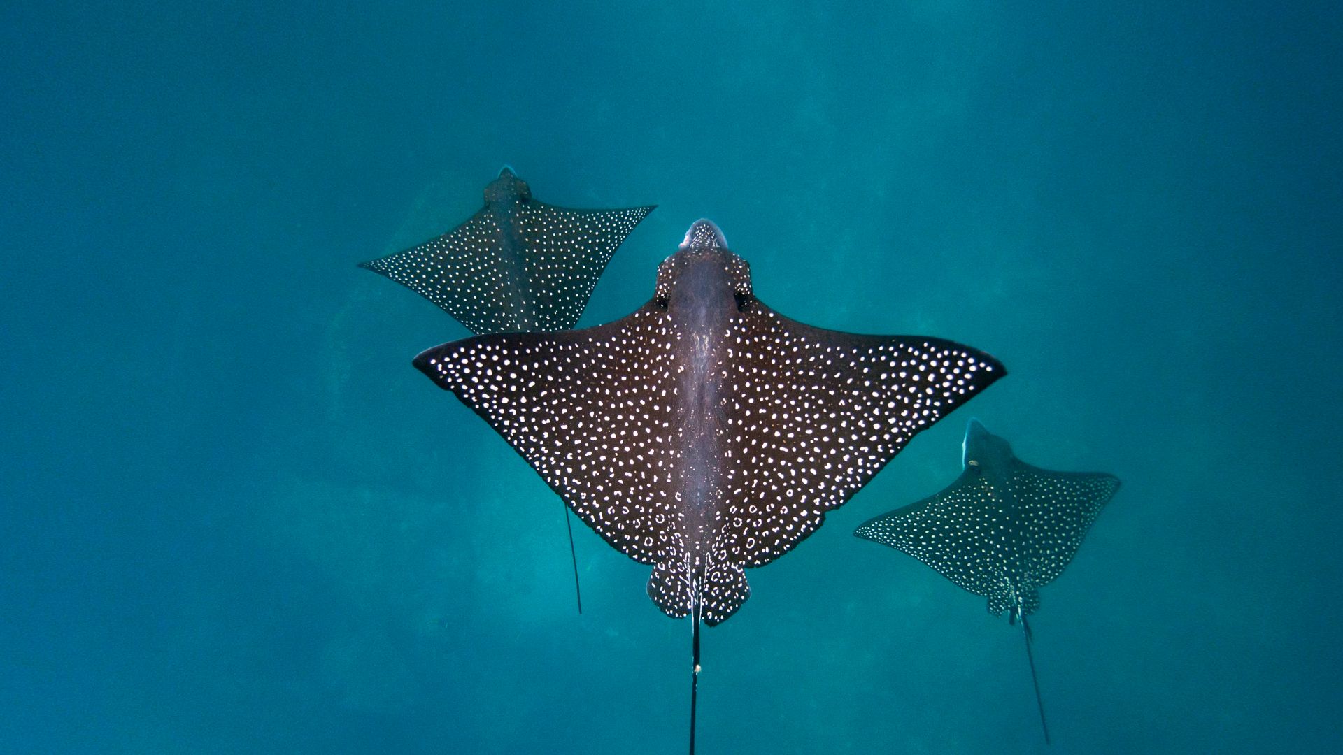 Spotted eagle rays, San Cristóbal Island, Galápagos Islands, Ecuador