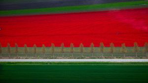 Tulip fields in Noordoostpolder, Netherlands (© Siebe Swart/plainpicture)(Bing Australia)