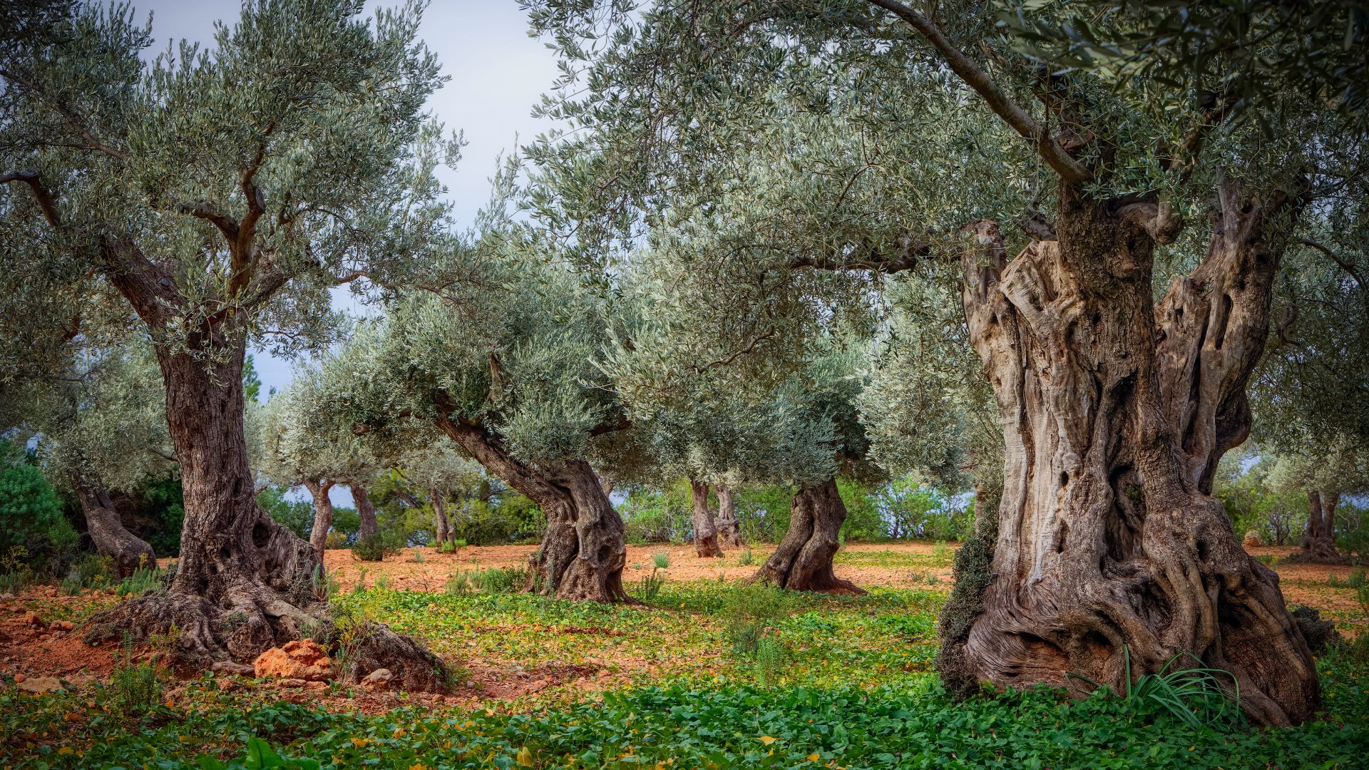 Oliveto nella Serra de Tramuntana, Maiorca, Isole Baleari, Spagna
