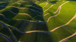 摩泽尔河谷的葡萄园，莱茵兰-法尔茨，德国 (© Jorg Greuel/Getty Images)(Bing China)