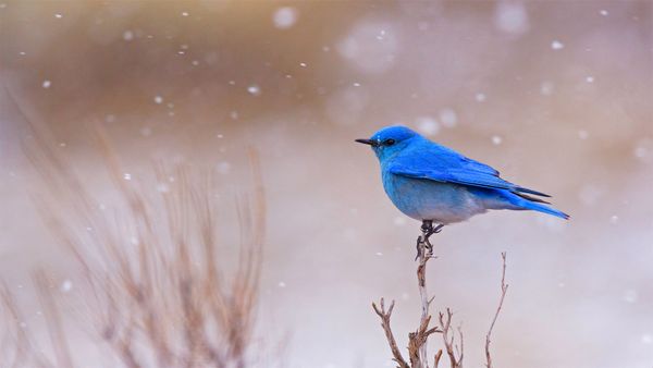 Male mountain bluebird in Yellowstone National Park, Wyoming, USA