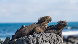 Marine iguanas, Galápagos Islands, Ecuador (© helovi/Getty Images)(Bing New Zealand)