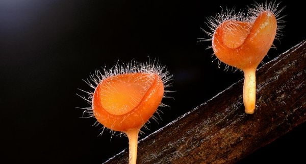 CupFungi