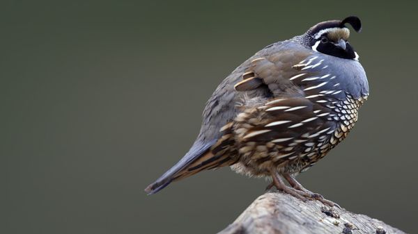 California quail