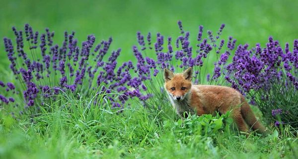 EzoRedFox