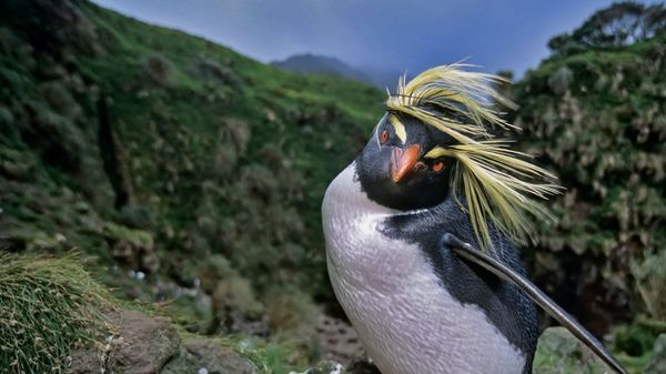 Northern rockhopper penguin on Gough Island in the South Atlantic