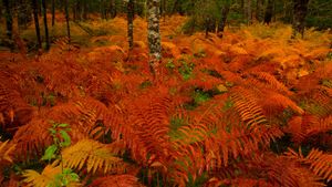 Cinnamon fern meadow near St. Mary\'s River, Nova Scotia (© Irwin Barrett/Design Pics/Alamy)(Bing Canada)