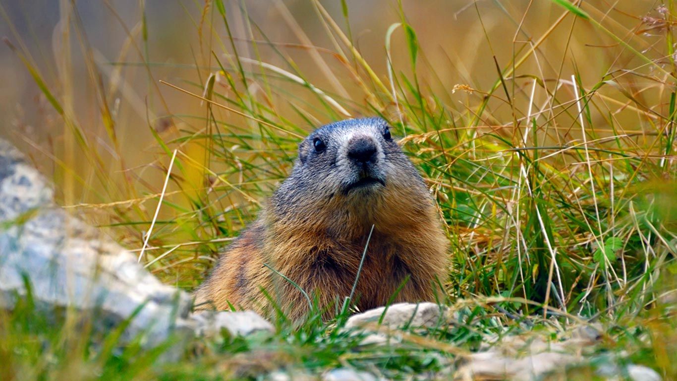 Alpine marmot