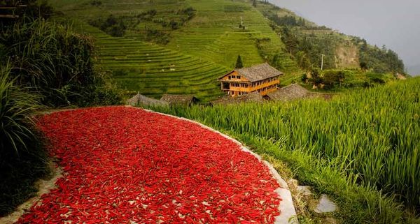 「唐辛子を干す風景」中国, 広西チワン族自治区