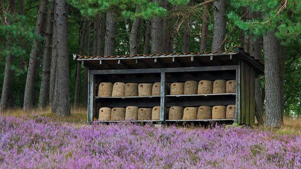 Bienenkörbe in einem Bienenstand, Lüneburger Heide, Niedersachsen, Deutschland