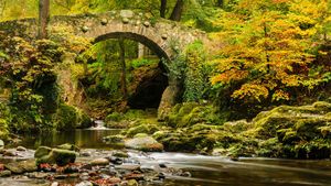 托利莫尔森林公园的弗利桥，英国北爱尔兰 (© Adrian McGlynn/Alamy)(Bing China)